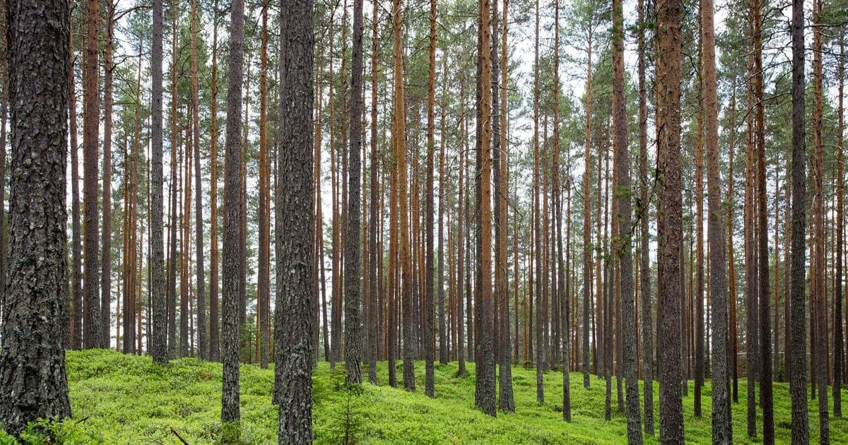 Markedsføringsteam som planlegger kampanje på stor skjerm